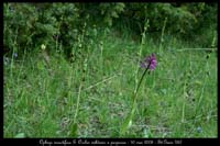 Ophrys insectifera & Orchis militaris x purpurea 2030