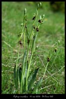 Ophrys insectifera2 2030