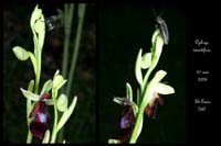 Ophrys insectifera3 2030