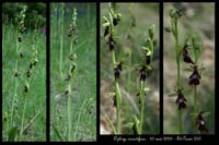 Ophrys insectifera4 2030