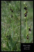 Ophrys insectifera5 2030