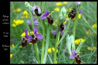 Ophrys pseudoscolopax 2030