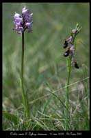 Orchis simia & Ophrys drumana