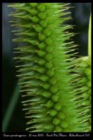 Carex pseudocyperus2