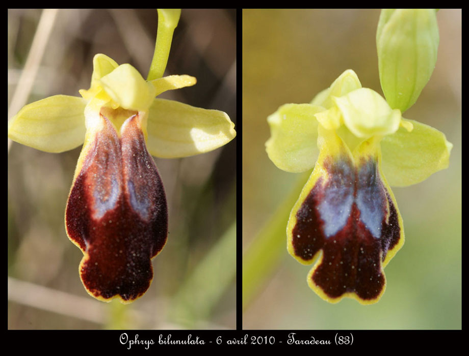 Ophrys-bilunulata