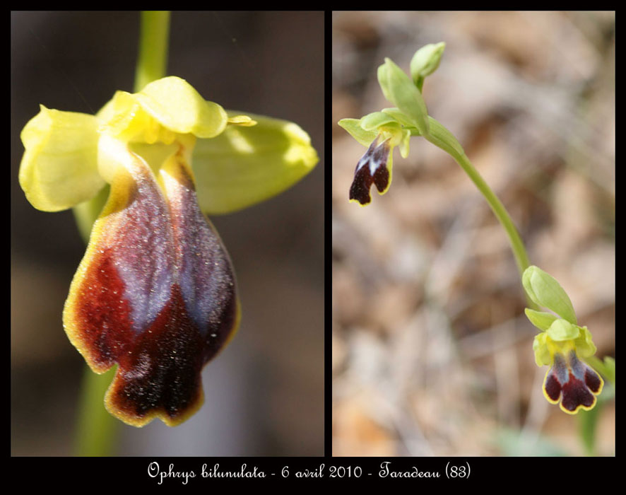 Ophrys-bilunulata2