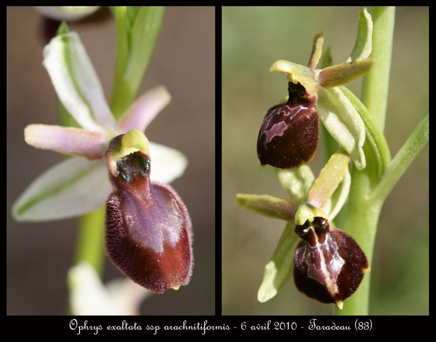 Ophrys-exaltata-ssp-arachnitiformis10