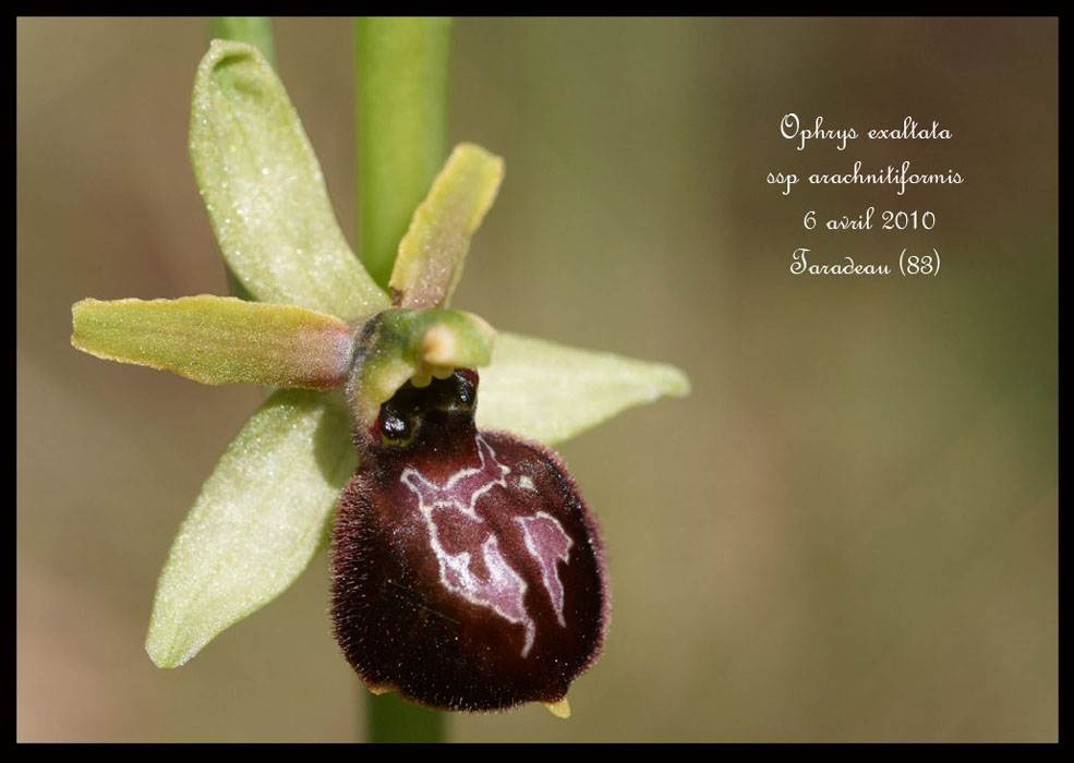 Ophrys-exaltata-ssp-arachnitiformis7