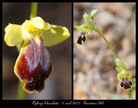 Ophrys-bilunulata2