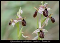 Ophrys-exaltata-ssp-arachnitiformis
