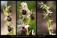 Ophrys-exaltata-ssp-arachnitiformis11