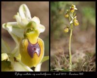 Ophrys-exaltata-ssp-arachnitiformis12