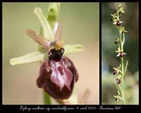 Ophrys-exaltata-ssp-arachnitiformis14