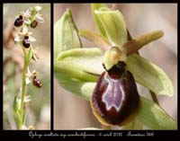 Ophrys-exaltata-ssp-arachnitiformis3