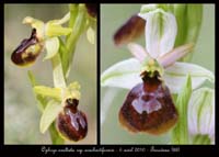 Ophrys-exaltata-ssp-arachnitiformis4