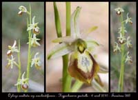 Ophrys-exaltata-ssp-arachnitiformis6