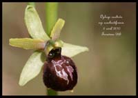 Ophrys-exaltata-ssp-arachnitiformis7