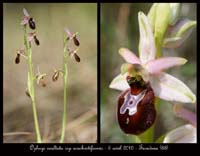 Ophrys-exaltata-ssp-arachnitiformis8