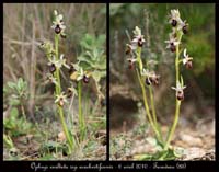 Ophrys-exaltata-ssp-arachnitiformis9