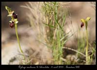 Ophrys-incubacea-&-bilunulata