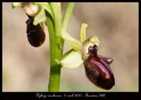 Ophrys-incubacea