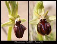 Ophrys-incubacea2
