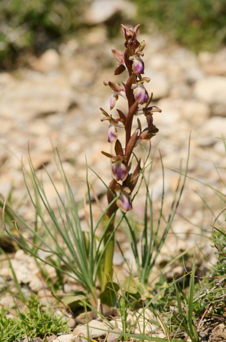 Anacamptis collina Thripti 300411 (75)