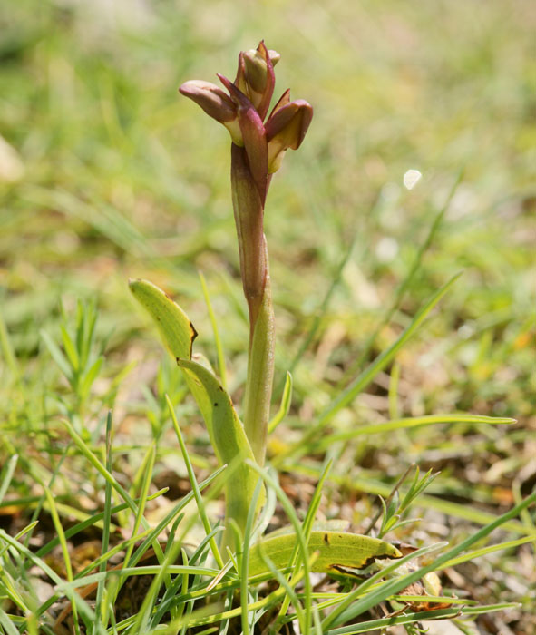 Anacamptis collina Thripti 300411 (89)