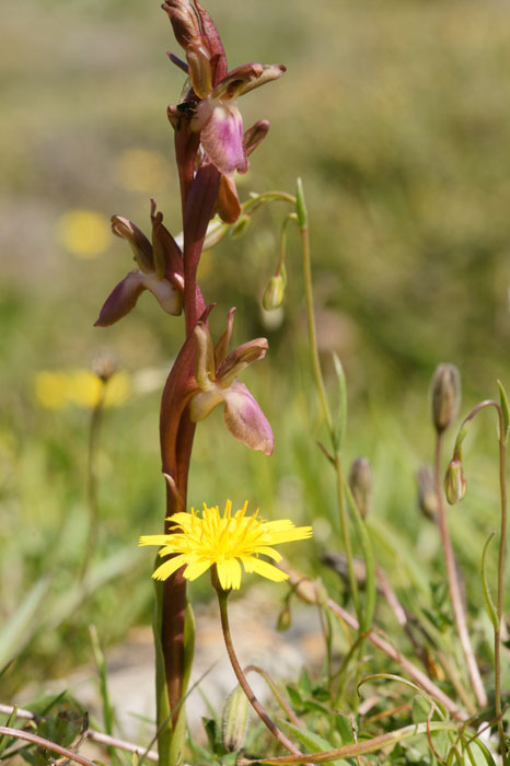 Anacamptis collina n Thripti 300411 (31)