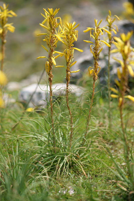 Asphodeline lutea Thripti 300411 (118)