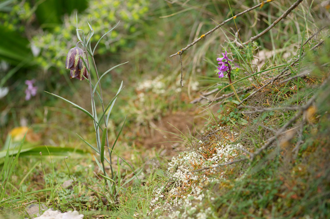 Fritillaria & Orchis anatolicca Thripti 300411 (162)