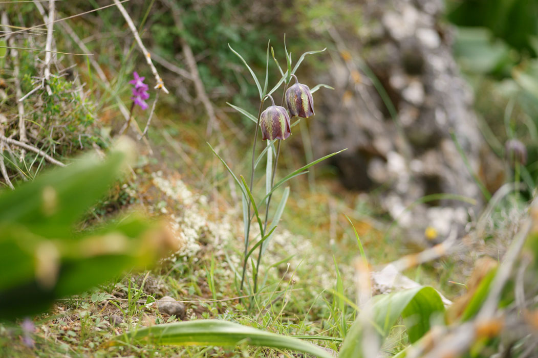 Fritillaria messanensis Thripti 300411 (156)