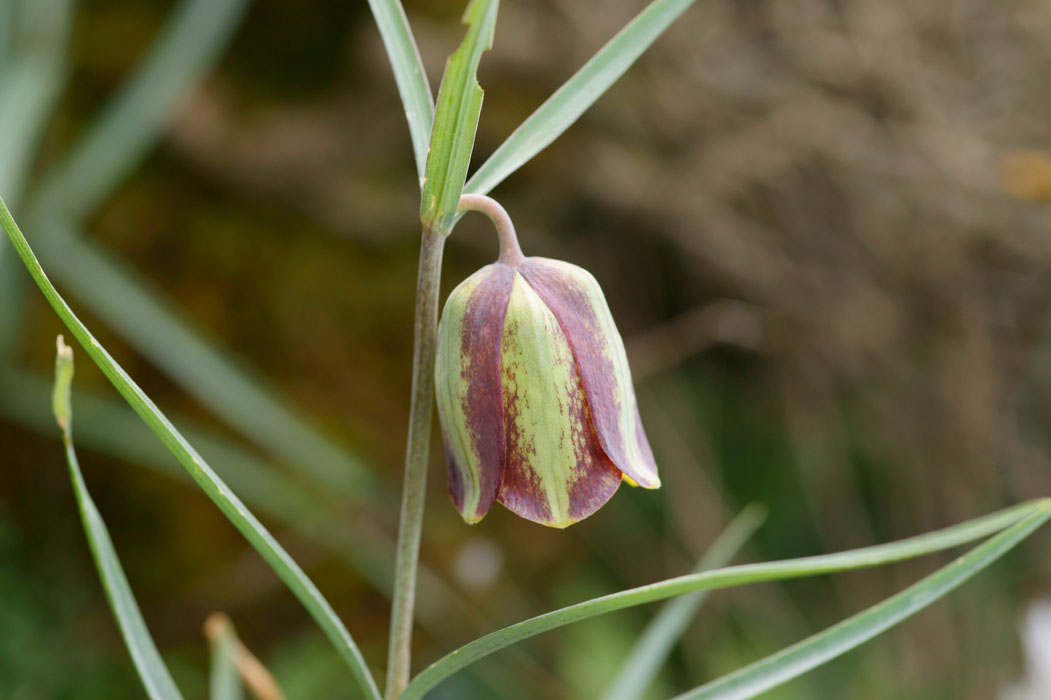 Fritillaria messanensis Thripti 300411 (158)