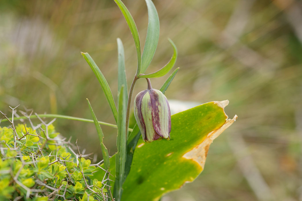 Fritillaria messanensis Thripti 300411 (159)