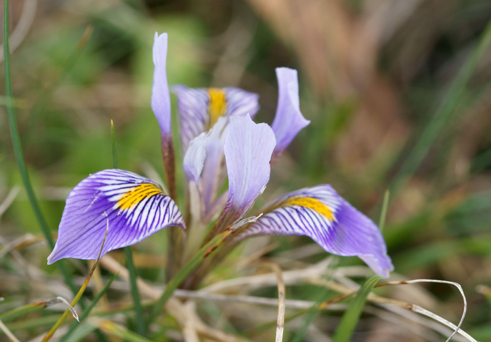 Iris unguicularis ssp cretensis Thripti 300411 (151)