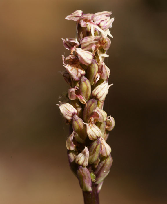 Neotinea maculata Thripti 300411 (4)