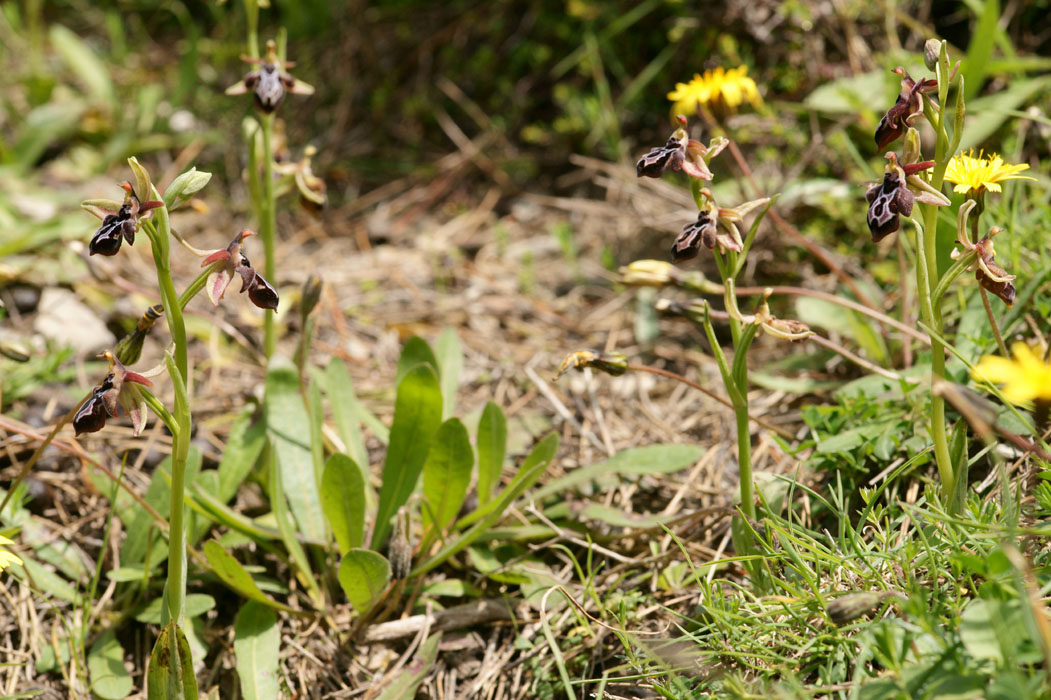 Ophrys ariadnae Thripti 300411 (103)