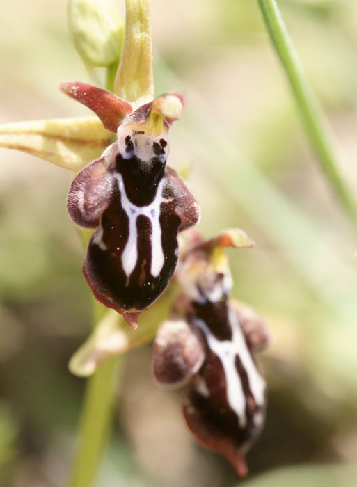 Ophrys ariadnae Thripti 300411 (109)