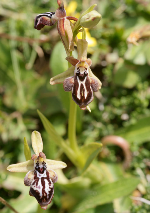 Ophrys ariadnae n Thripti 300411 (104)