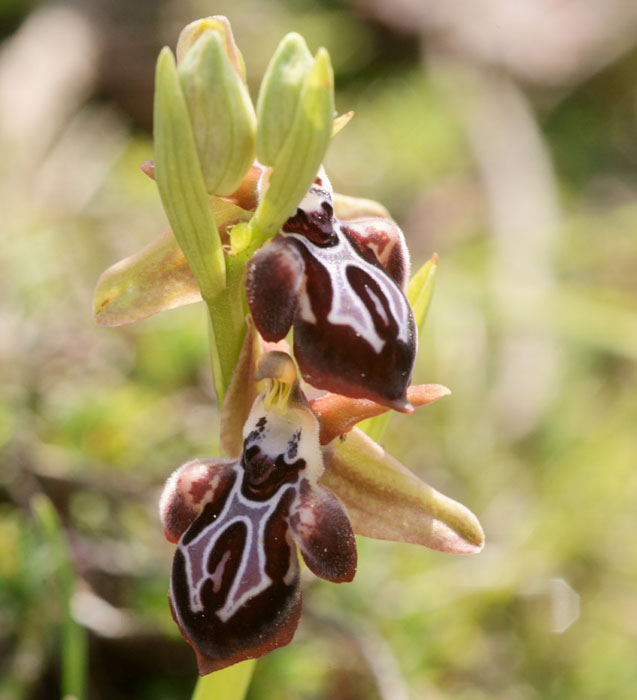 Ophrys ariadnae n Thripti 300411 (106)