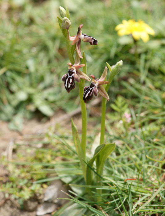 Ophrys ariadnae n Thripti 300411 (107)