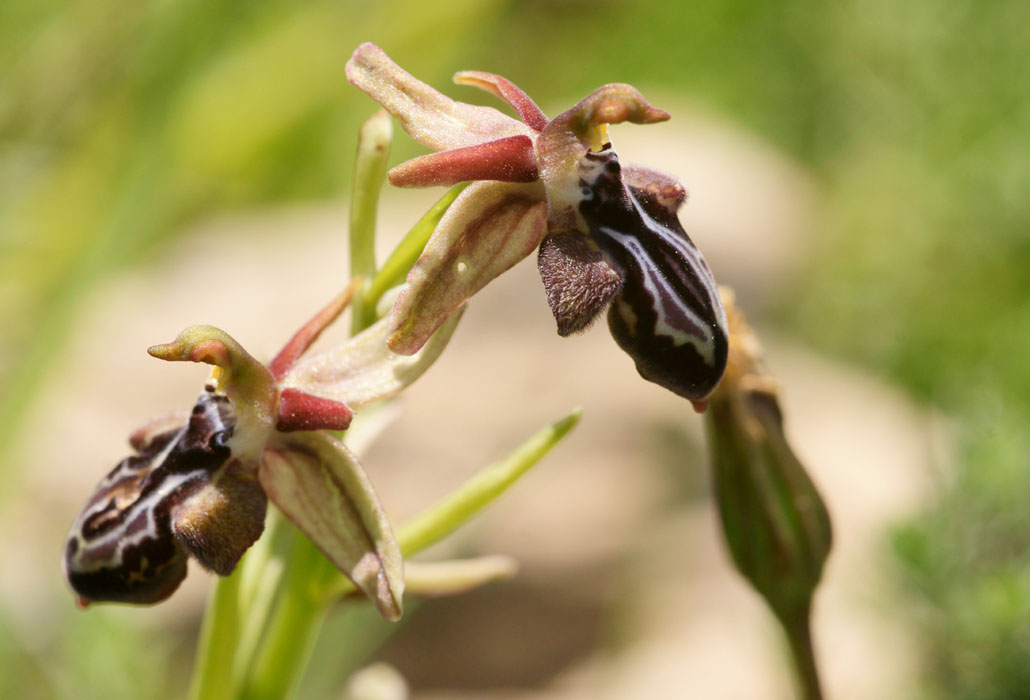 Ophrys ariadnae n Thripti 300411 (54)