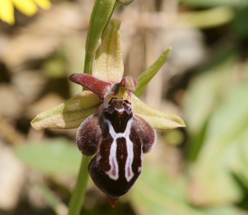 Ophrys ariadnae n Thripti 300411 (95)