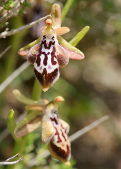 Ophrys ariadnae n Thripti 300411 (96)