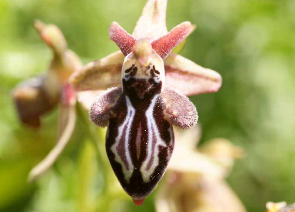 Ophrys ariadnaeThripti 300411 (58)