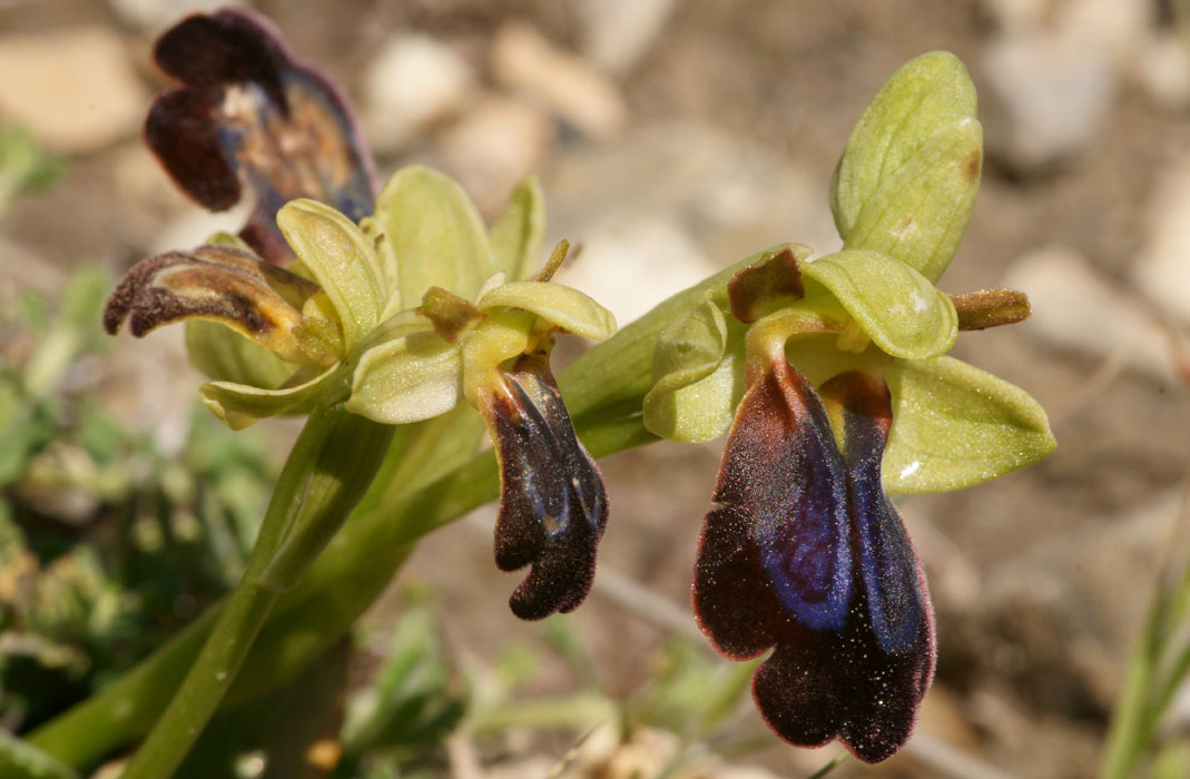 Ophrys creberrima & iricolor Thripti 300411 (71)