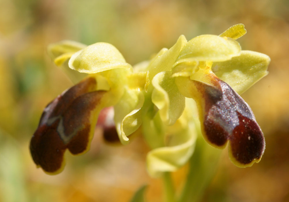 Ophrys creberrima Thripti 300411 (83)