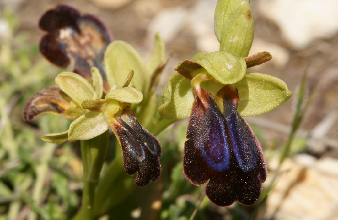 Ophrys creberrima x iricolor & iricolor Thripti 300411 (70)