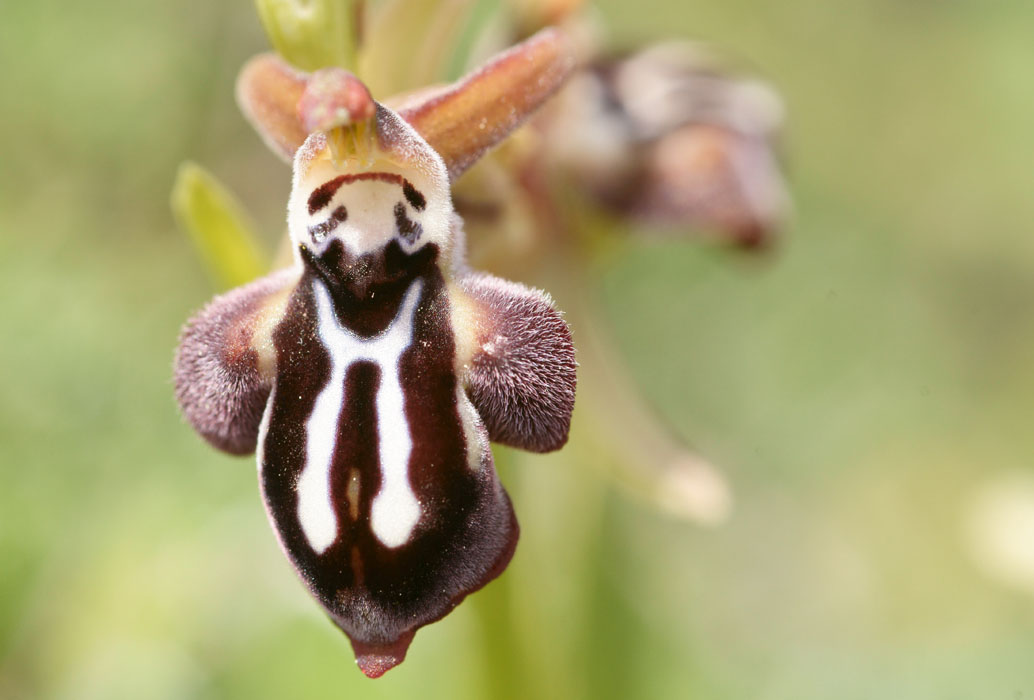 Ophrys cretica Thripti 300411 (108)