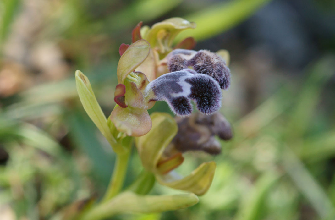 Ophrys fleischmannii Thripti 300411 (14)